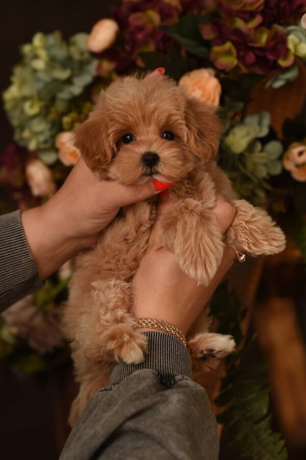 julie pride ‼️Mini Girl 🫶 Looking for the Best Mommy