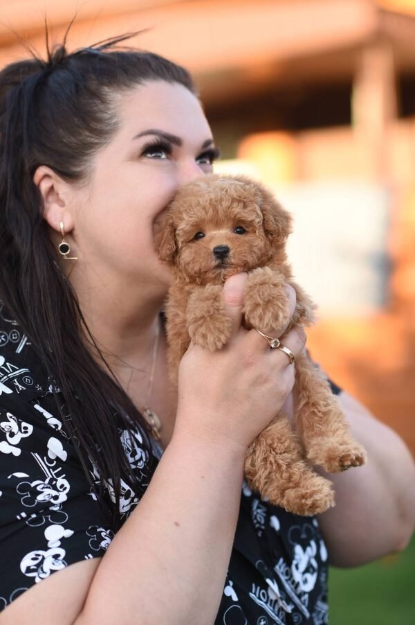 Unreal Micro Maltipoo Girl