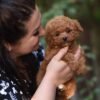 Fantastic Toy Poodle Boy – Ready for Reservation