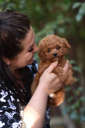 Fantastic Toy Poodle Boy – Ready for Reservation