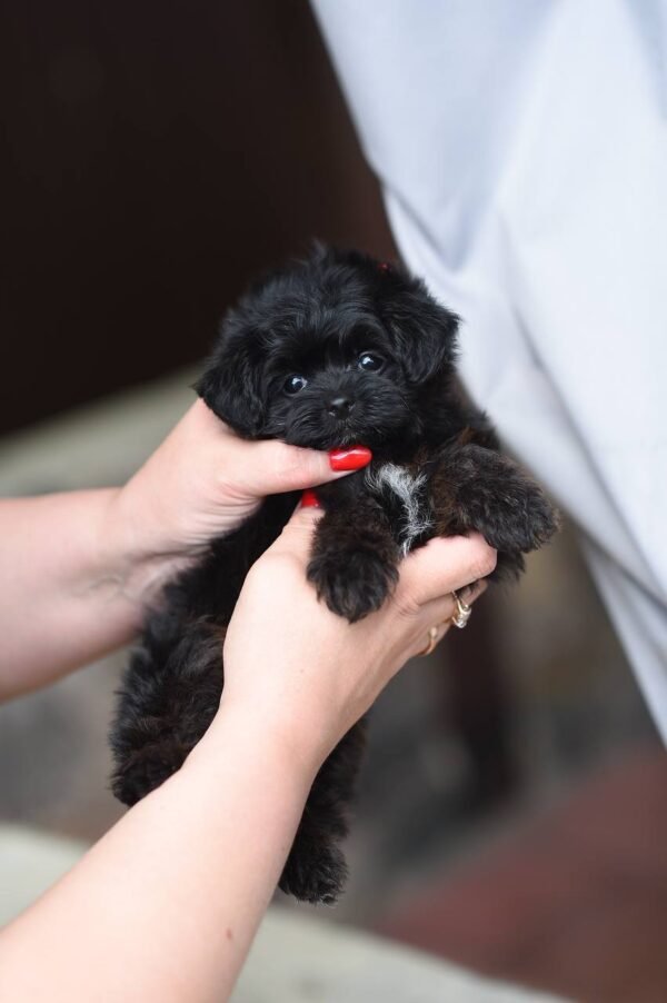 Unreal Mini Maltipoo Girl