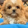 Tiny Caramel Micro Maltipoo Boy