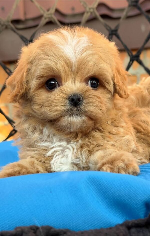 Tiny Caramel Micro Maltipoo Boy