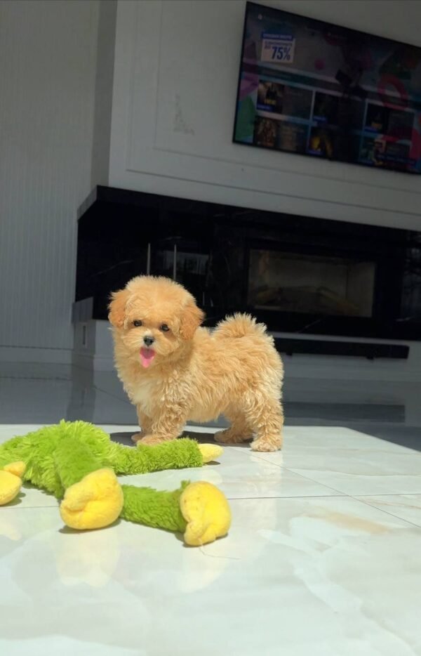 julie pride Tiny Caramel Micro Maltipoo Girl