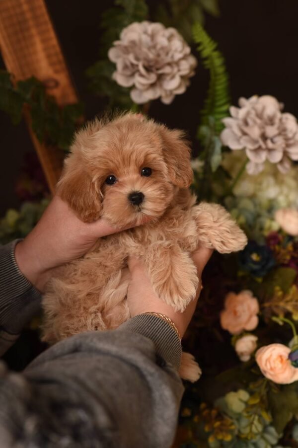 julie pride ‼️Mini Girl 🫶 Looking for the Best Mommy