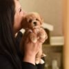 Tiny Micro Maltipoo Boy – Ready for Reservation‼️