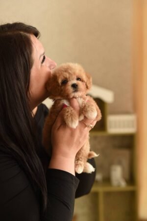 Tiny Micro Maltipoo Boy – Ready for Reservation‼️