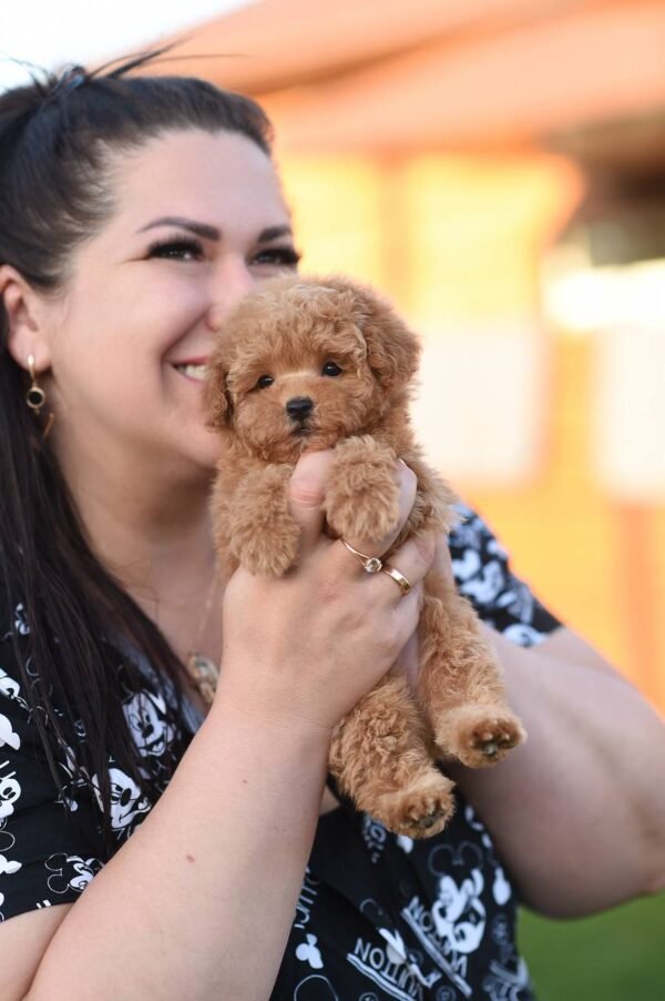 Unreal Micro Maltipoo Girl