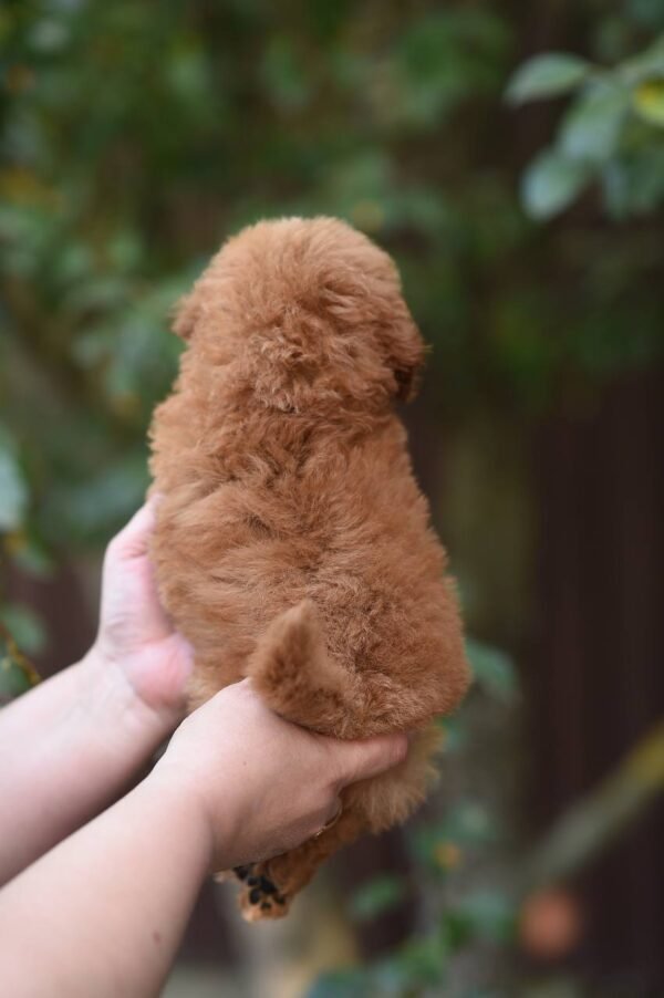 Fantastic Toy Poodle Boy – Ready for Reservation