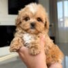 Tiny Caramel Micro Maltipoo Boy