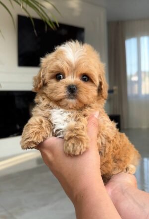 Tiny Caramel Micro Maltipoo Boy