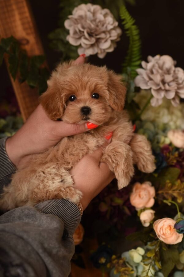 julie pride ‼️Mini Girl 🫶 Looking for the Best Mommy