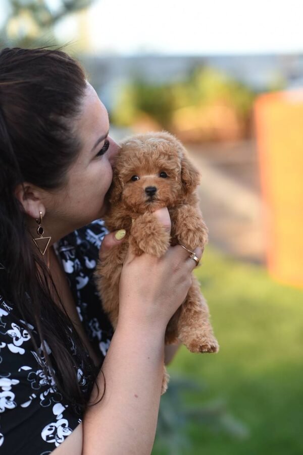 Unreal Micro Maltipoo Girl