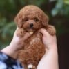 Fantastic Toy Poodle Boy – Ready for Reservation