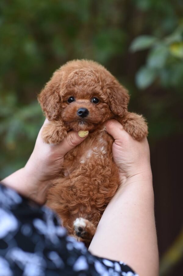 Fantastic Toy Poodle Boy – Ready for Reservation