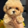julie pride Tiny Caramel Micro Maltipoo Girl