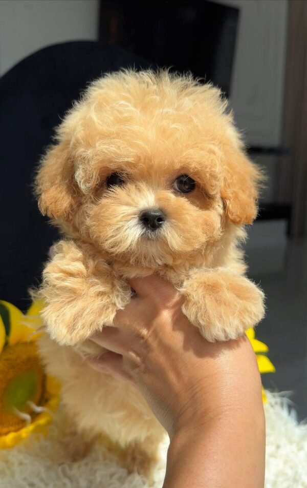 julie pride Tiny Caramel Micro Maltipoo Girl