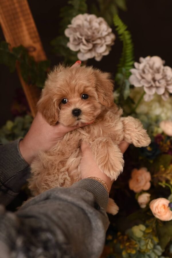 julie pride ‼️Mini Girl 🫶 Looking for the Best Mommy