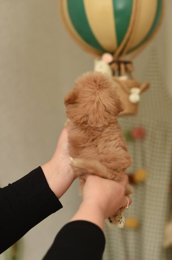 Tiny Micro Maltipoo Boy – Ready for Reservation‼️