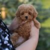 Unreal Micro Maltipoo Girl