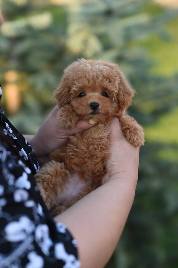 Unreal Micro Maltipoo Girl