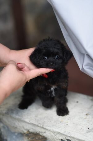Unreal Mini Maltipoo Girl