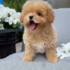 julie pride Tiny Caramel Micro Maltipoo Girl