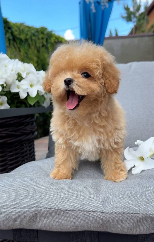 julie pride Tiny Caramel Micro Maltipoo Girl