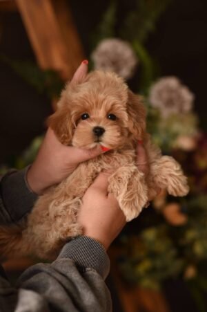 ‼️Mini Girl 🫶 Looking for the Best Mommy