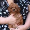 Fantastic Toy Poodle Boy – Ready for Reservation