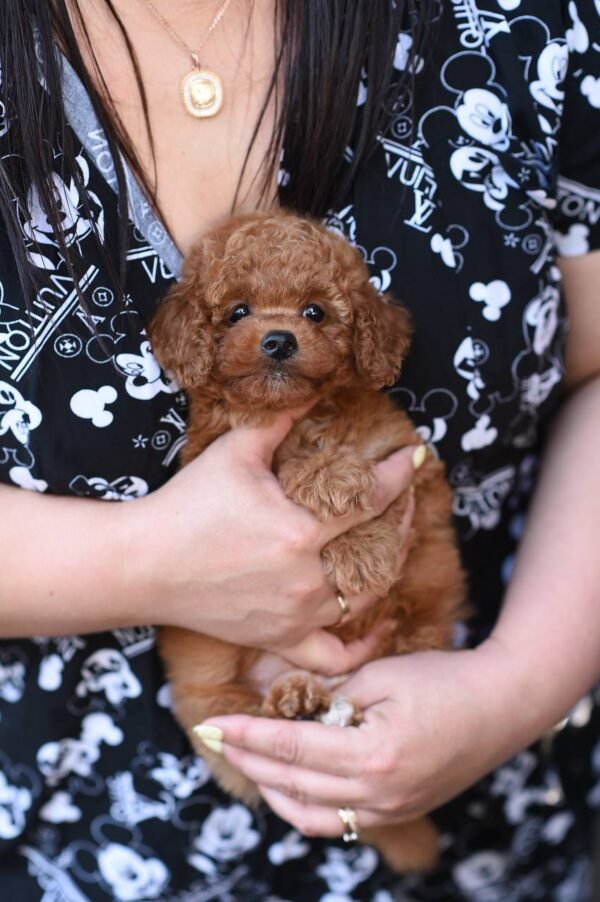 Fantastic Toy Poodle Boy – Ready for Reservation