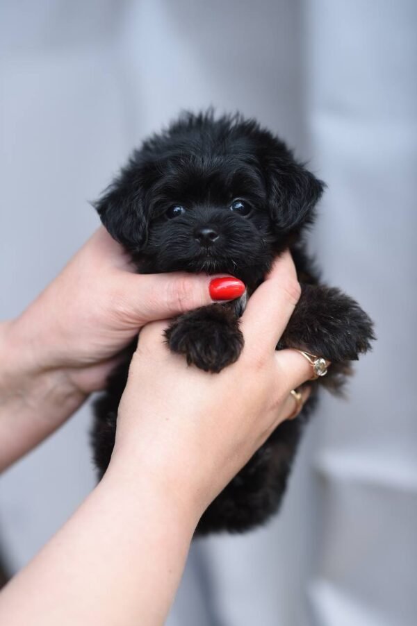 Unreal Mini Maltipoo Girl