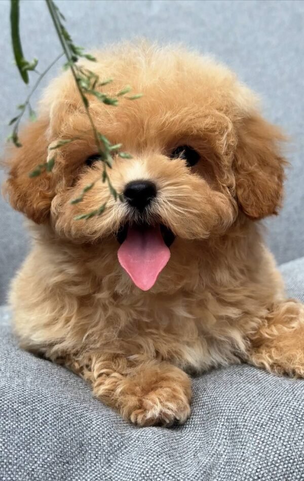 julie pride Tiny Caramel Micro Maltipoo Girl