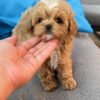 Tiny Caramel Micro Maltipoo Boy