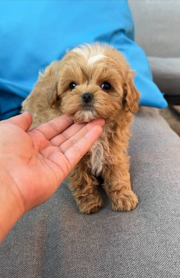 Tiny Caramel Micro Maltipoo Boy