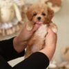 Tiny Micro Maltipoo Boy – Ready for Reservation‼️