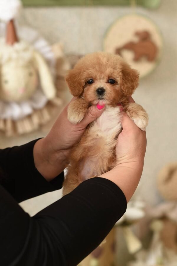 Tiny Micro Maltipoo Boy – Ready for Reservation‼️