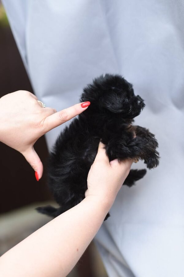 Unreal Mini Maltipoo Girl