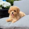 julie pride Tiny Caramel Micro Maltipoo Girl