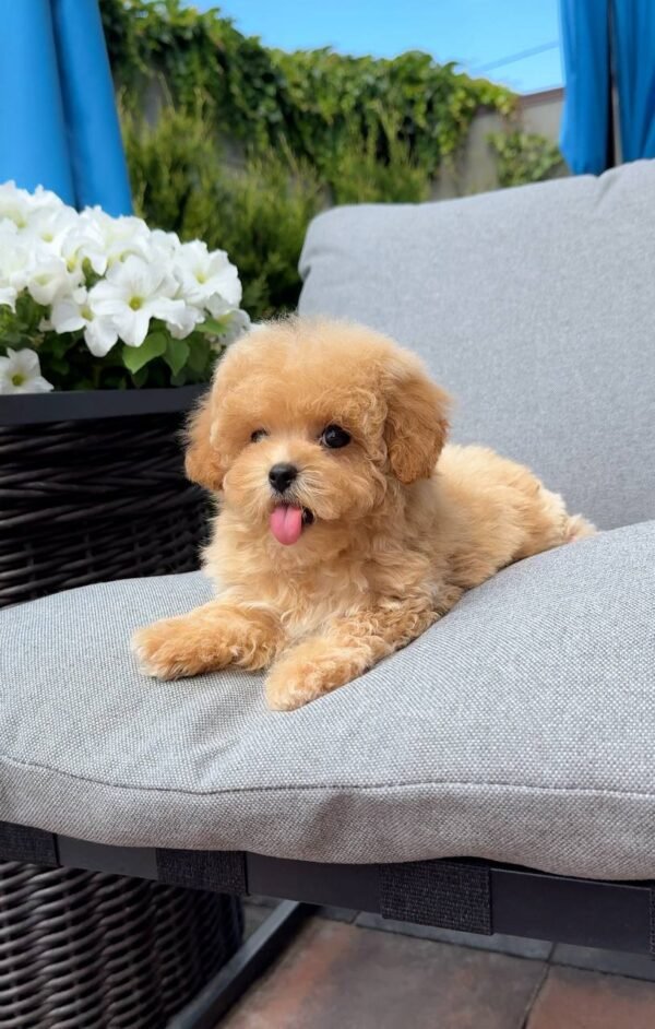 julie pride Tiny Caramel Micro Maltipoo Girl