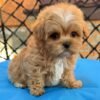 Tiny Caramel Micro Maltipoo Boy