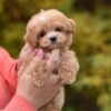 julie pride Max, Mini Male Maltipoo