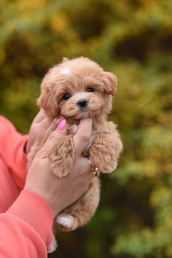 julie pride Max, Mini Male Maltipoo