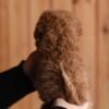 Lucy – Sweet Female Toy Poodle