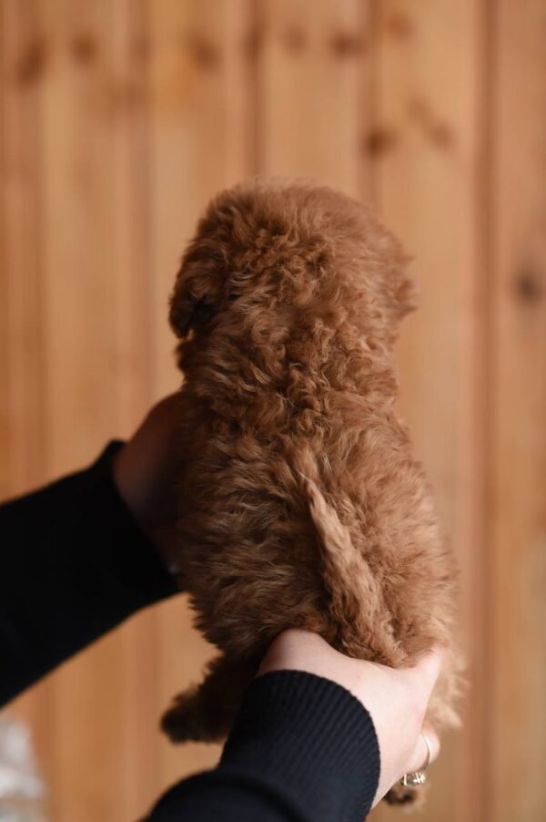 julie pride Lucy β Sweet Female Toy Poodle