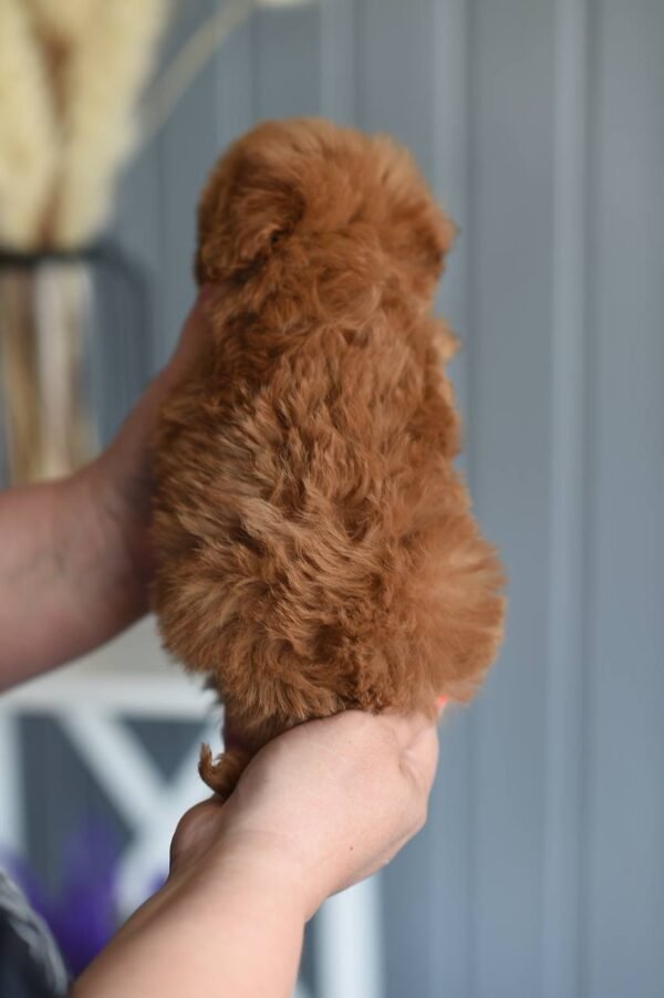 Luna – Female Toy Poodle