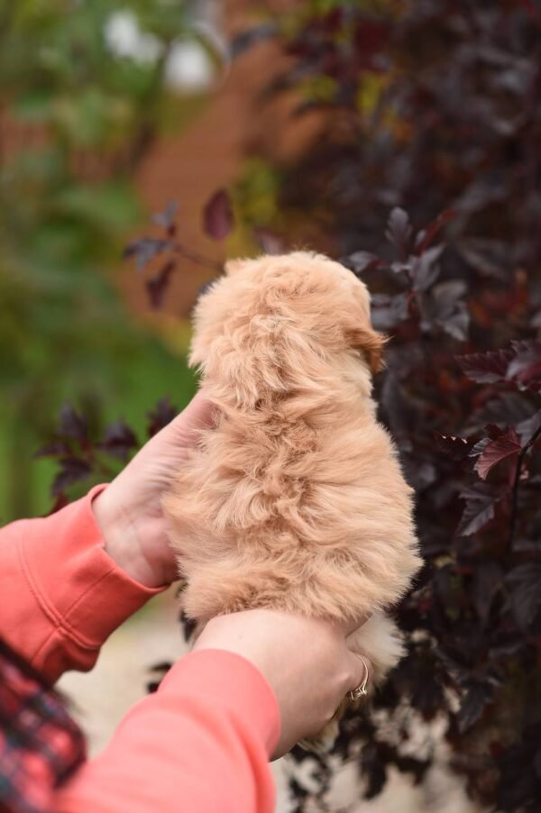 julie pride Bella Mini Female Maltipoo