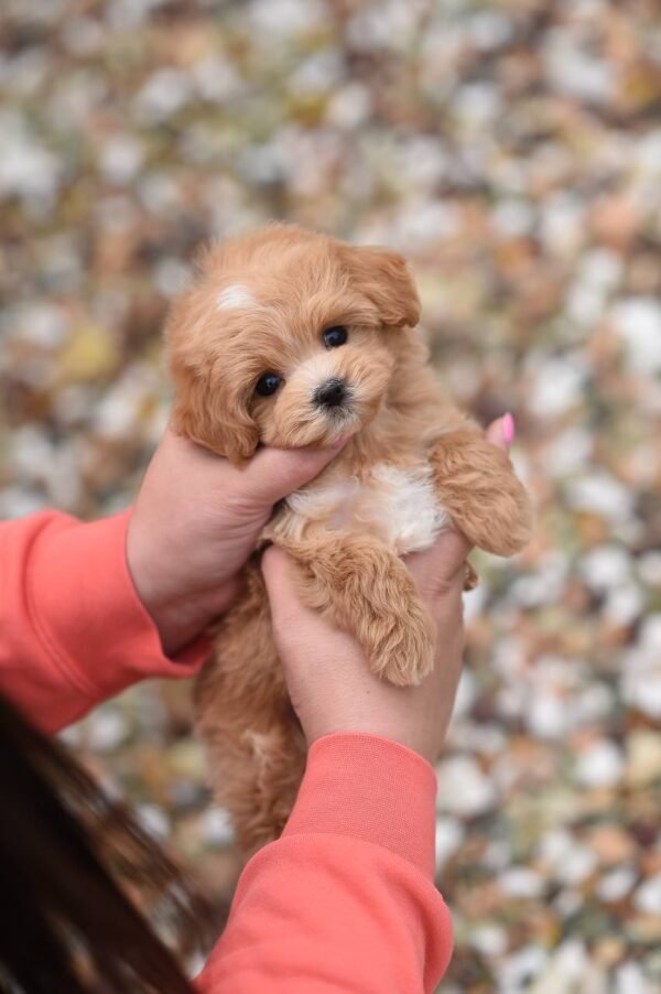 Max, Mini Male Maltipoo