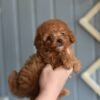 Luna – Female Toy Poodle