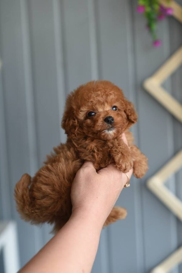 Luna – Female Toy Poodle